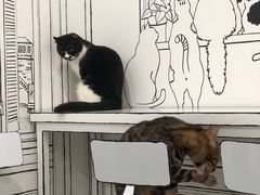-白夜2D咖啡馆