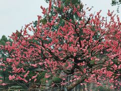 -南山植物园