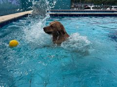 -趣玩宠物乐园寄养训犬训狗游泳池