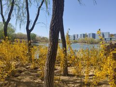 -大兴滨河森林公园