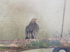 -贵州森林野生动物园