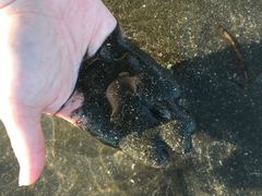 -台山黑沙湾海浴场