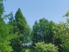 -贡湖湾湿地公园