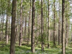 -黄海国家森林公园