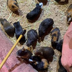 -Zoolung Zoolung动物主题公园(海信广场店)