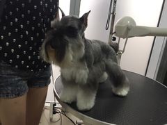 -1013 PET SHOP 宠物商店(近铁城市广场店)