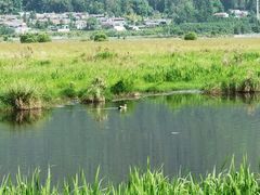 -腾冲北海湿地
