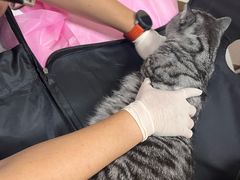 -北京观赏动物医院·24小时大型综合·猫专科·异宠专科