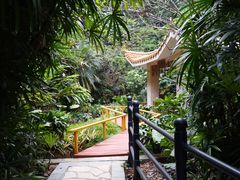 -银湖山郊野公园-相思林