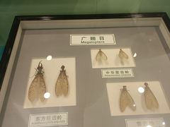-上海昆虫博物馆