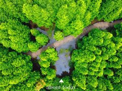 -桤木河湿地公园