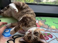 -momokira米努特·德文卷毛猫·棉花面纱犬