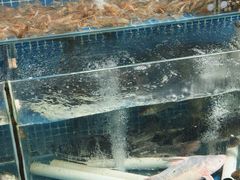 -百里鲜(羚羊峡古栈道森林公园店)