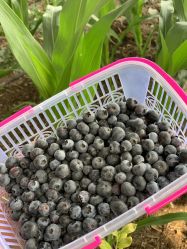 -蓝呗呗蓝莓草莓采摘园(通州区马驹桥店)