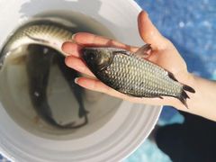 -重庆长寿碧桂园凤悦凤凰酒店