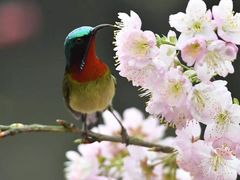 -南山植物园