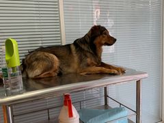-瑞派福兴宠物医院犬猫全科·骨科·中西医结合(河东店)
