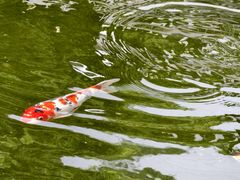 -凤凰山公园-龙王古庙