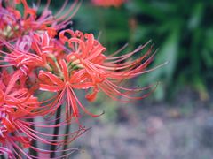 -昆山城市生态森林公园