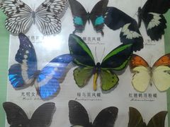 -蝴蝶泉公园