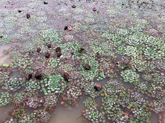 -洪湖生态旅游区