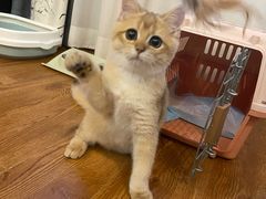 -东方名猫馆·英短金渐层布偶猫舍(环线广场1号楼店)