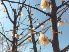 -香雪海