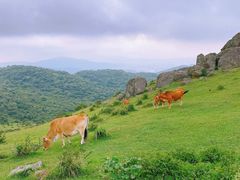 -大姆山草场