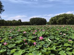 -东郊湿地公园