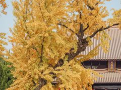 -苏州文庙(姑苏区)