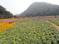 -广州市石门国家森林公园