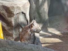 -青藏高原野生动物园