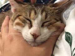 -瑞鹏宠物医院·猫科·宠保定点(梅溪湖分院)