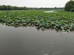 -荷塘月色湿地公园·向阳花洲