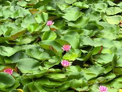 -大连植物园