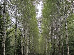 -绥化市森林植物园