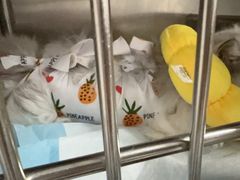 -半岛宠物医院24小时(科华中路店)