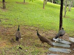 -佛冈森波拉度假区