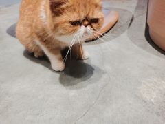 -瞄一喵猫咖(格力海岸店)