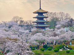 -东湖磨山景区樱花园-停车场