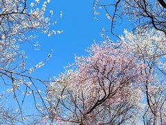 -桃花堤公园