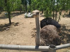 -大连森林动物园