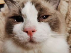 -艾贝尔宠物诊疗