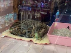 -FAELING PETS美天灵宠物(富力广场店)