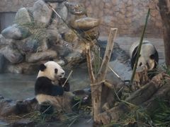 -成都大熊猫繁育研究基地