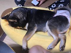 -逗柴咖啡屋·狗咖猫咖宠物桌游