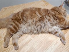 -藏猫猫咖啡主题馆(中央大道店)