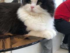 -共舞时光猫咖·狗咖(新街口店)