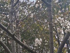 -高东镇樱花园
