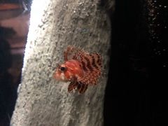 -悉尼海洋生物水族馆